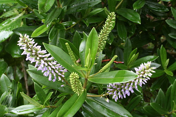 Hebe, a New Zealand native plant stock photo