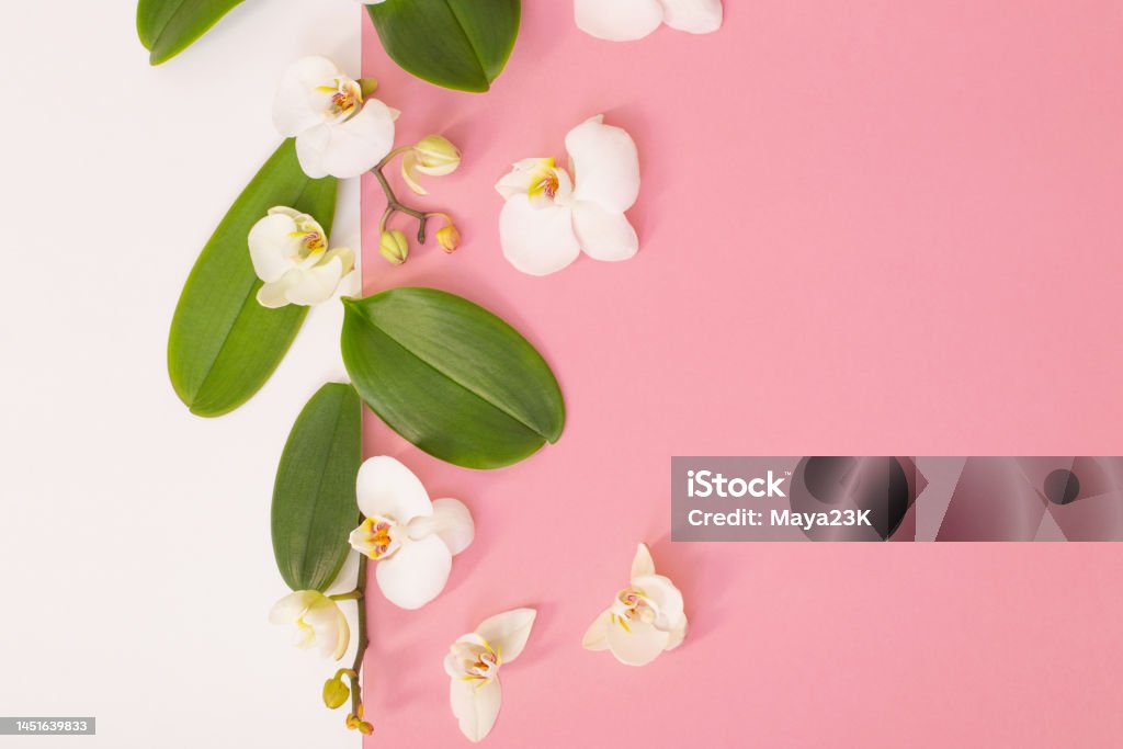 white orchid flowers on pink ackground Backgrounds Stock Photo