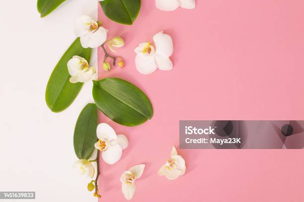 White Orchid Flowers On Pink Ackground Stock Photo - Download Image Now - Backgrounds, Beauty, Blossom