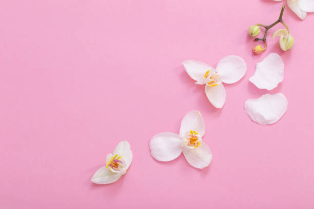 istock white orchid flowers on pink ackground 1451639868