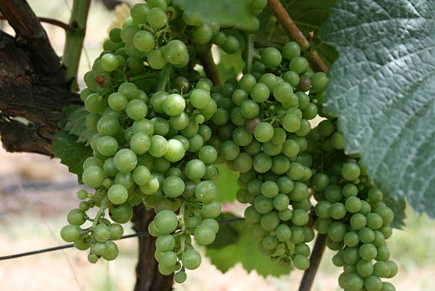 istock Bunches of grapes 145163999
