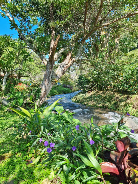 코스타리카, 개울을 따라 무성한 열대 식물 - costa rica waterfall heaven rainforest 뉴스 사진 이미지