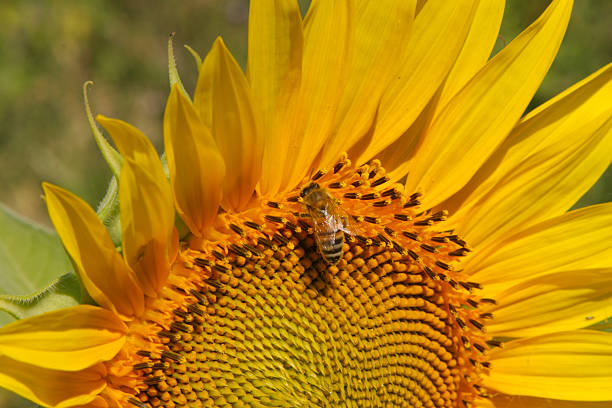 istock Sunflower and friend 145164052