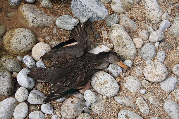 bird flu, dead wild duck bird flu, dead wild duck on the beach avian flu virus photos stock pictures, royalty-free photos & images