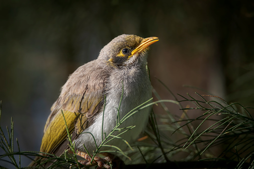 Baby yellow throated miner perched on a branch