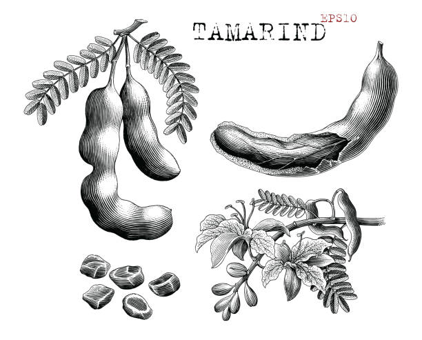 illustrazioni stock, clip art, cartoni animati e icone di tendenza di tamarindo a mano disegna vintage stile incisione clip art in bianco e nero - tamarindo