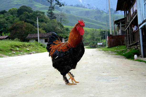 istock Red rooster in an Andean village 145164388