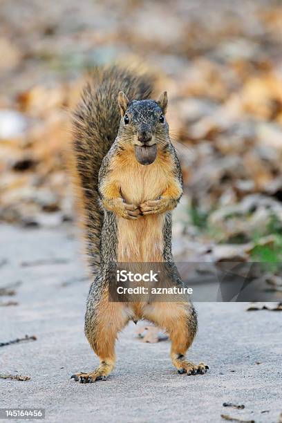 Nussposer Stockfoto und mehr Bilder von Baum - Baum, Eichhörnchen - Gattung, Flauschig