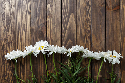 daisies on a wooden background. copy space
