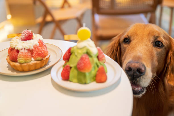 istock Golden Retriever looking at cake on table 1451649343