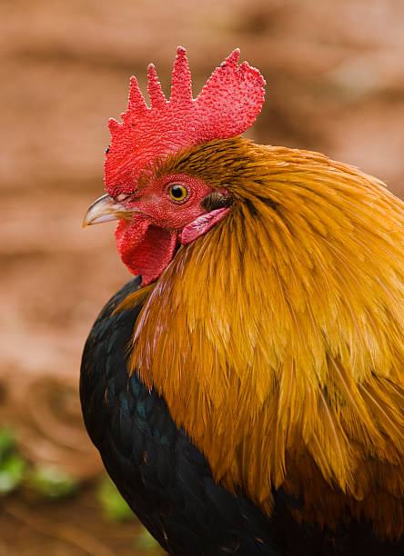 Wild Rooster stock photo