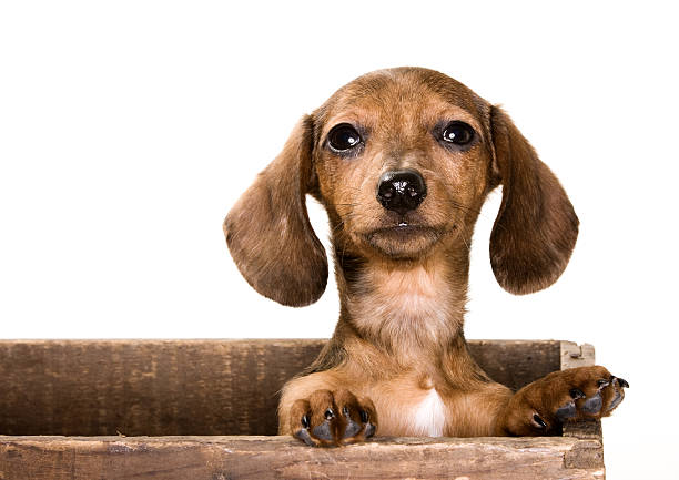 istock Dachshund Puppy dog 145165213