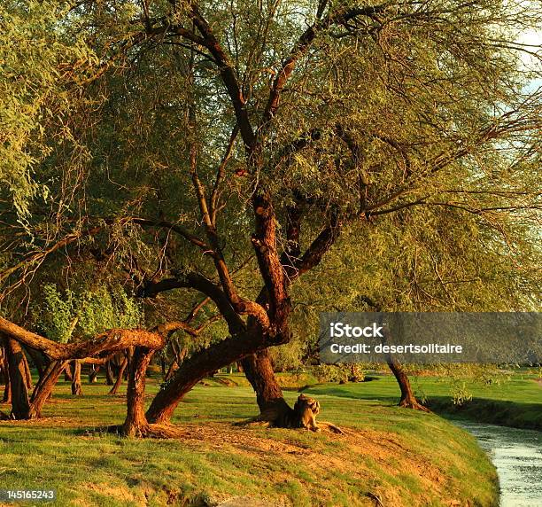 Mesquite Drzew W Parku Na Zachodzie Słońca Użyteczne Jako Tło - zdjęcia stockowe i więcej obrazów Jadłoszyn