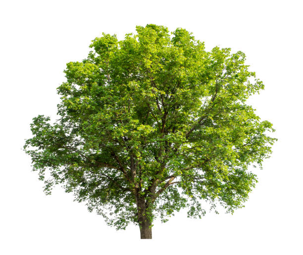 istock Tree that are isolated on a white background are suitable for both printing and web pages 1451659403