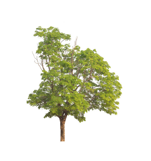 istock Trees that are isolated on a white background are suitable for both printing and web pages 1451659596
