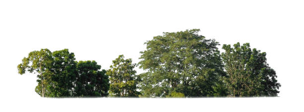 istock green trees isolated on white background. are forest and foliage in summer for both printing and web pages 1451660158