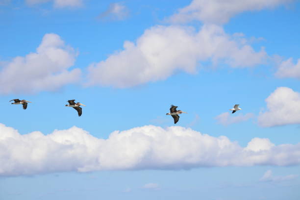 istock Three flying pelicans follow a seagull 1451661504