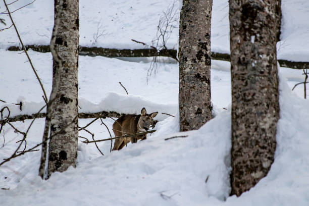 istock Deer in the forest, Bohinj region 1451661977