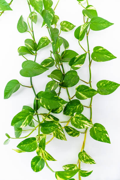 istock money plant ,pothos or Epipremnum aureum on white background 1451662427