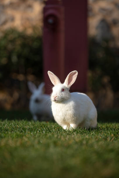 istock White rabbit is sitting on the grass in forest. 1451664599