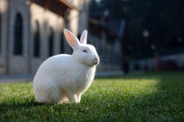 istock White rabbit is sitting on the grass in forest. 1451664827