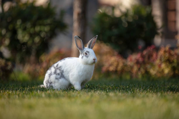 istock White rabbit is sitting on the grass in forest. 1451665543