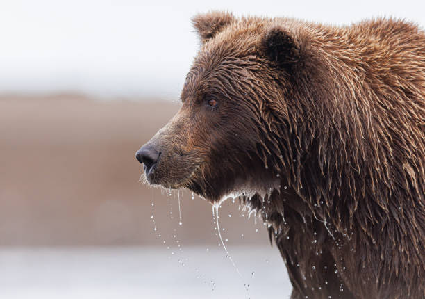 A profile view of a coastal brown bear with water dripping off its fur as its stands looking for salmon in Lake Clark, Alaska