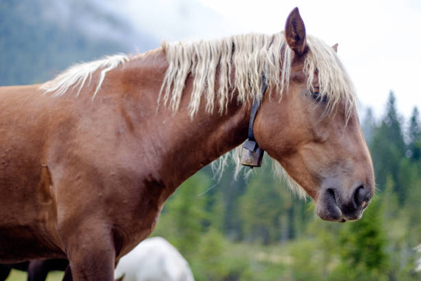 Brown horse with blond mane stock photo