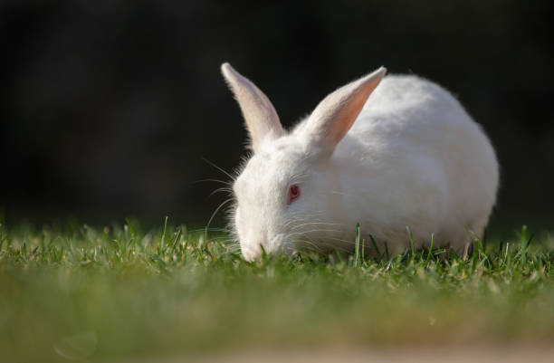 istock White rabbit is sitting on the grass in forest. 1451666861