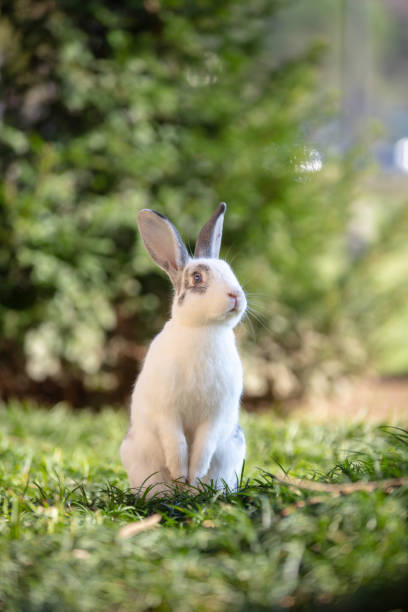 istock White rabbit is sitting on the grass in forest. 1451667093