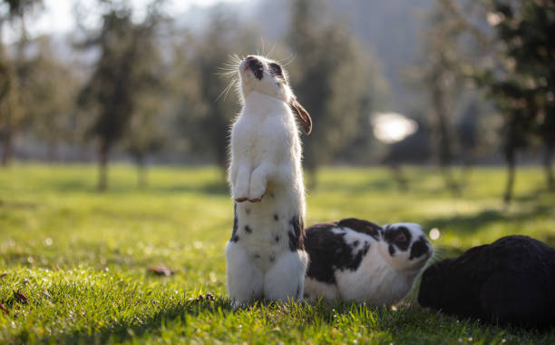 istock Rabbits are on the grass in nature. 1451667098