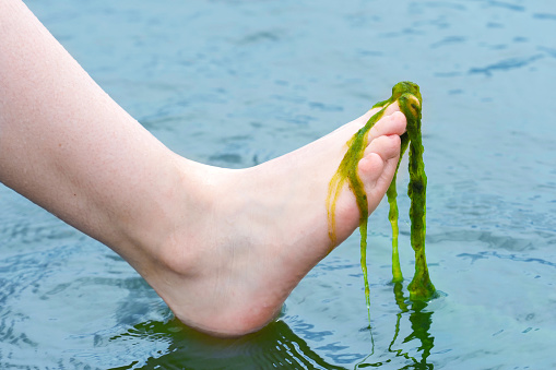 The human foot above water with algae. Green tangled up water plants caressing a woman foot