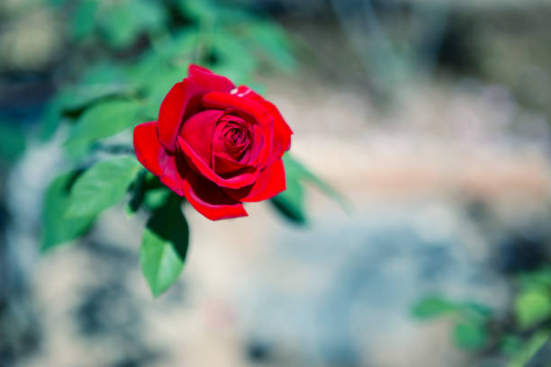 Red rose over blurred background, spring and summer season, vintage tone style