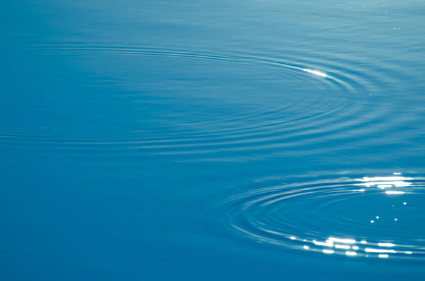 Physalia jelly floating at surface