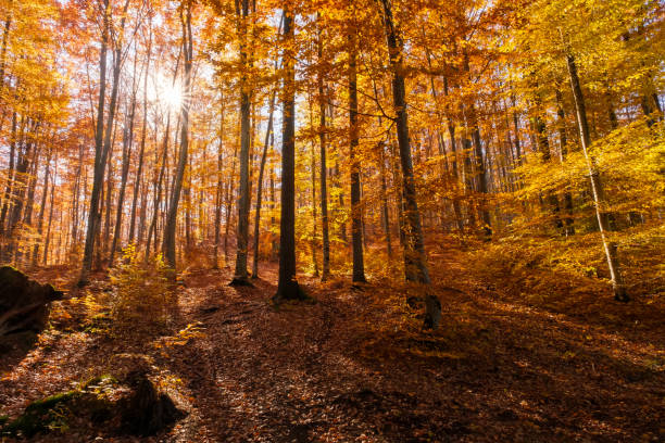 istock Autumn beech forest with sun rays among yellow leaves. Golden bright mystical mysterious landscape with fabulous trees. A journey through the forest. Beauty of nature. Natural background for design 1451673620
