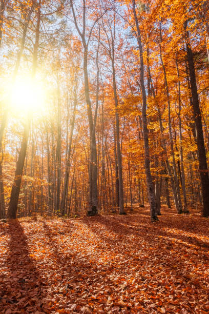 istock Autumn beech forest with sun rays among yellow leaves. Golden bright mystical mysterious landscape with fabulous trees. A journey through the forest. Beauty of nature. Natural background for design 1451674196
