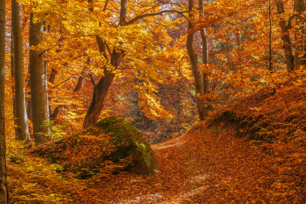 istock Autumn beech forest with sun rays among yellow leaves. Golden bright mystical mysterious landscape with fabulous trees. A journey through the forest. Beauty of nature. Natural background for design 1451674200