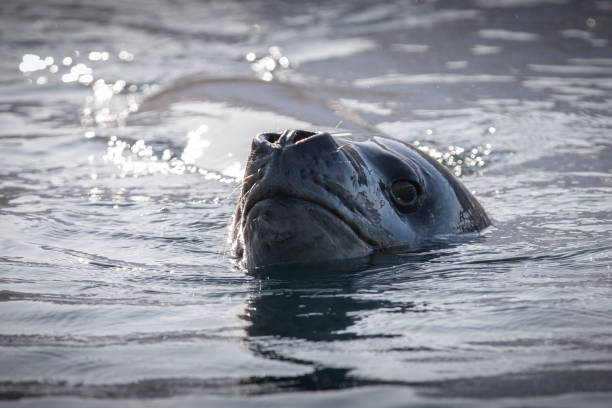 istock Leopard seal curiously checking out a zodiac. South Georgia, Antarctica. 1451674383