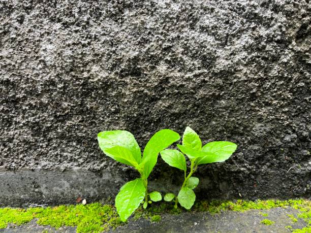 istock Young tree plant growing through the concrete 1451678671