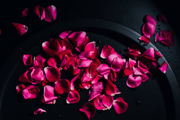 istock Red rose petals on a dark background. 1451682301
