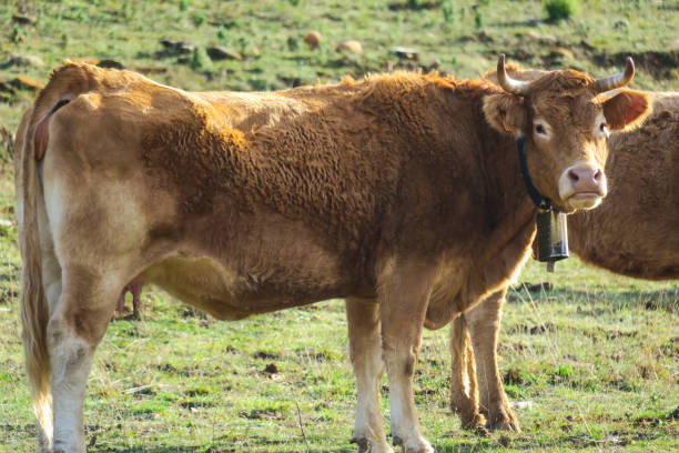 istock Cows grazing high in the mountains 1451689085