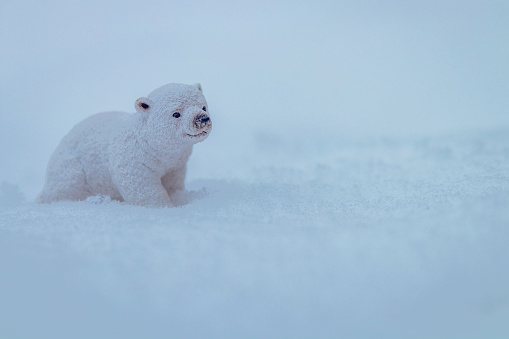 Icebear Stock Photo - Download Image Now - Adventure, Animal, Animal