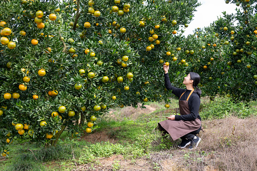 Female farmers check the growth of oranges in an orange orchard in Putian, Fujian Province, China