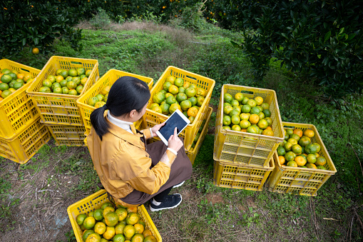 Female farmer using tablet to contact customer next to baskets of oranges in orchard