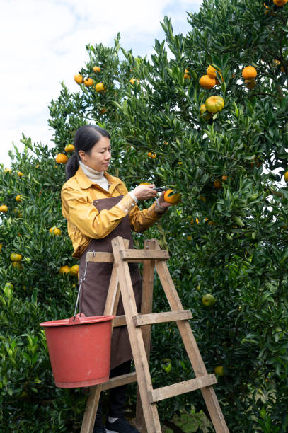 istock Female farmer picking ripe oranges 1451689583