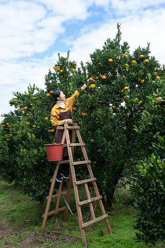 Tangerines in Putian, Fujian Province, China. Female farmer picking oranges climbing stairs in orchard