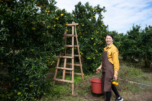 istock Female farmer picking ripe oranges 1451689612