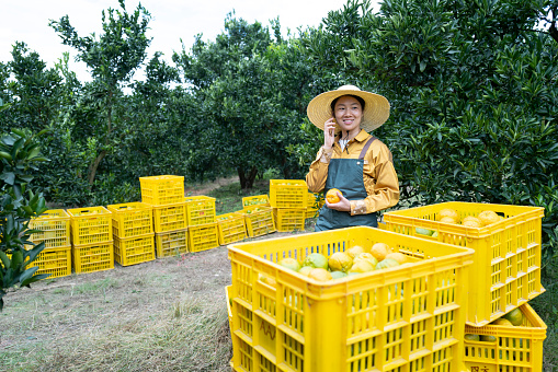 Female farmer in Putian, Fujian Province, China has finished picking ripe oranges and calls to contact customers