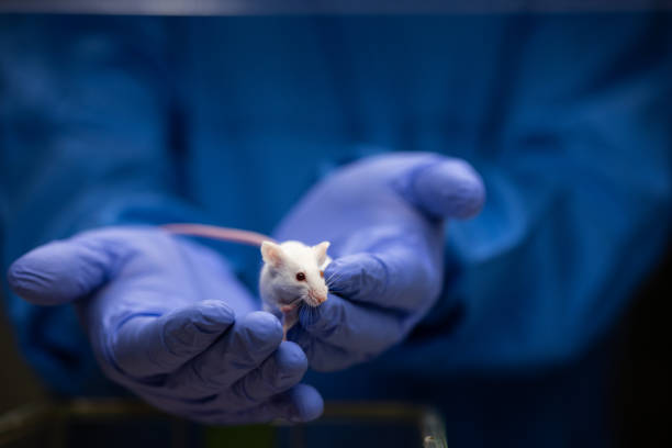 実験用マウスを持ち、彼女の状態を評価する科学者