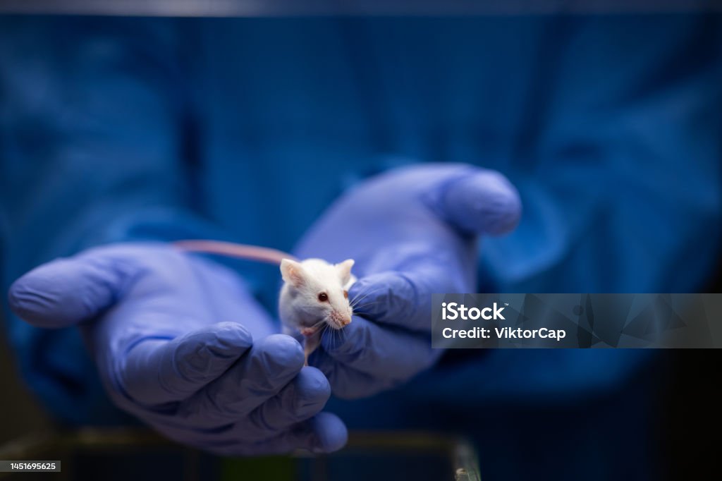 Scientist holding a lab mouse, evaluating her condition Scientist holding a lab mouse, evaluating her condition prior to running some tests and inoculation the animal with a virus Mouse - Animal Stock Photo